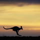 Pictured: A lesser kangaroo. (Photo: Ian Waldie/Getty Images)